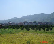 美姑明天天气